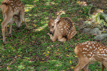 A fawn lounging in public at the deer park in Nara.