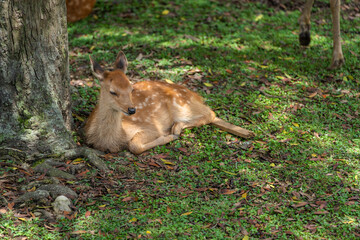 A fawn lounging in public at the deer park in Nara.