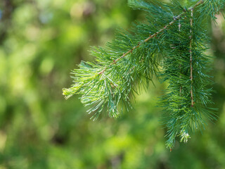 Young branches of larch. Closeup of green larch young needles.