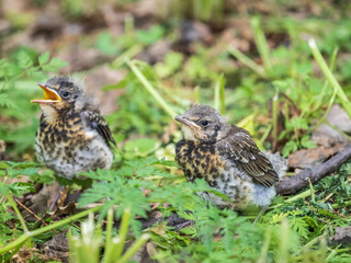 Two fieldfare chicks, Turdus pilaris, have left the nest and are sitting on the spring lawn. Fieldfare chicks sit on the ground and wait for food from its parents.