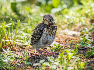 A fieldfare chick, Turdus pilaris, has left the nest and sitting on the spring lawn. A fieldfare...