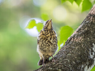 A fieldfare chick, Turdus pilaris, has left the nest and is sitting on a branch. A chick of fieldfare sitting and waiting for a parent on a branch.