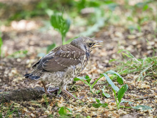 A fieldfare chick, Turdus pilaris, has left the nest and sitting on the spring lawn. A fieldfare chick sits on the ground and waits for food from its parents.
