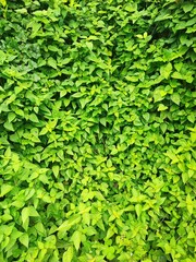 green leaves background