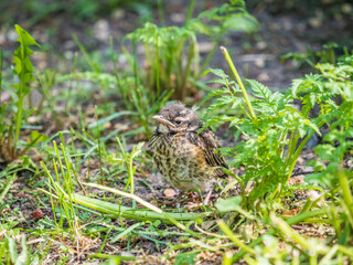 A Redwing chick, Turdus iliacus,, has left the nest and sitting on the spring lawn. A Redwing chick, a bird in the thrush family, sits on the ground and waits for food from its parents.