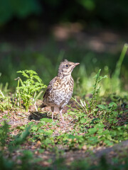 A fieldfare chick, Turdus pilaris, has left the nest and sitting on the spring lawn. A fieldfare chick sits on the ground and waits for food from its parents.