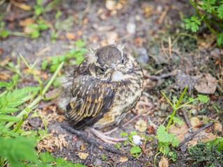 A Redwing chick, Turdus iliacus,, has left the nest and sitting on the spring lawn. A Redwing chick, a bird in the thrush family, sits on the ground and waits for food from its parents.