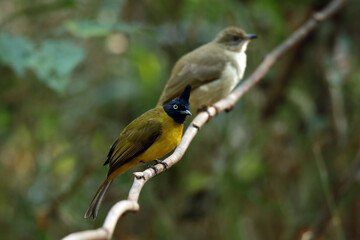 The Black-capped Bulbul on a branch