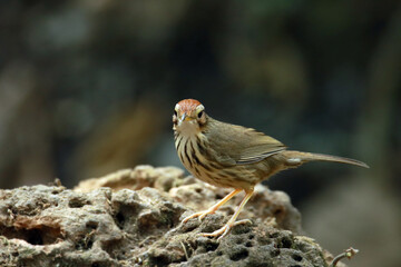 spotted babbler