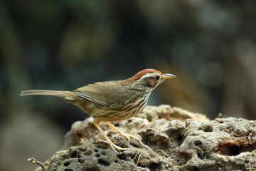 spotted babbler