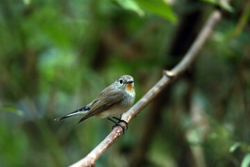 The Taiga Flycatcher on a branch