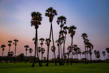 Dongtan Samkhok palm trees and rice fields during sunset in Pathum Thani, Bangkok, Thailand