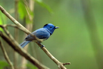 The Black-naped Monarch on a branch