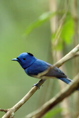 The Black-naped Monarch on a branch