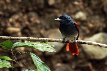 The Asian Paradise Flycatcher on a branch