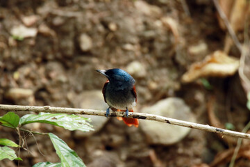 The Asian Paradise Flycatcher on a branch