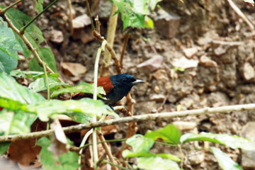 The Asian Paradise Flycatcher on a branch