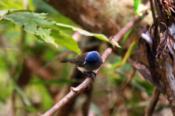 The Black-naped Monarch on a branch