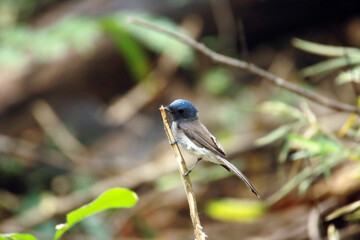 The Black-naped Monarch on a branch