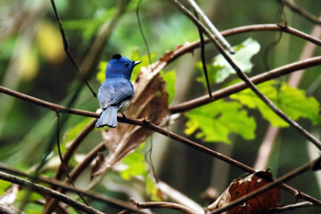 The Black-naped Monarch on a branch