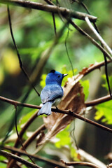 The Black-naped Monarch on a branch