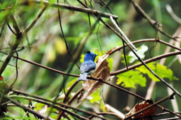 The Black-naped Monarch on a branch