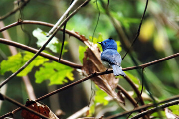 The Black-naped Monarch on a branch