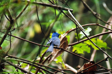 The Black-naped Monarch on a branch