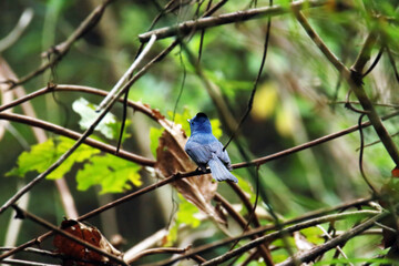 The Black-naped Monarch on a branch