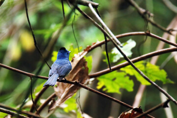 The Black-naped Monarch on a branch