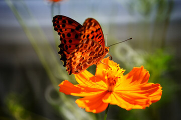 綺麗な姿のとんぼ＆蝶々＆はち