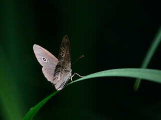 綺麗な姿のとんぼ＆蝶々