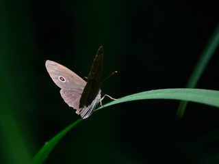 綺麗な姿のとんぼ＆蝶々