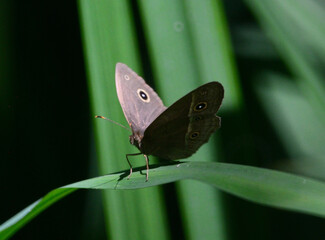 綺麗な姿のとんぼ＆蝶々