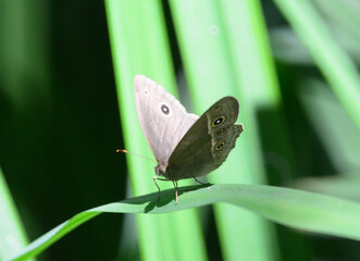 綺麗な姿のとんぼ＆蝶々