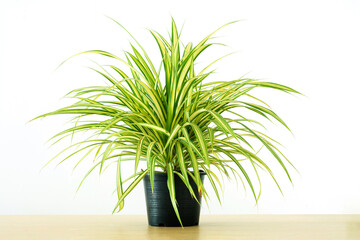 Screw pine auspicious plant commonly planted in garden. Pandanus sanderi Sander ex M.T. Mast “....