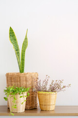Snake plant in bambo basket on wood table, Sansevieria trifasciata Prain, Mother-in-low’s tongue, ASPARAGACEAE