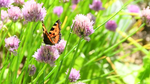 
Small Tortoiseshell, butterfly on chive flower