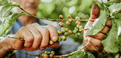 Arabica coffee being picked manually by woman agriculturist hands. Brazilian special coffee