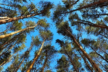 View of the blue sky through the crowns of pines