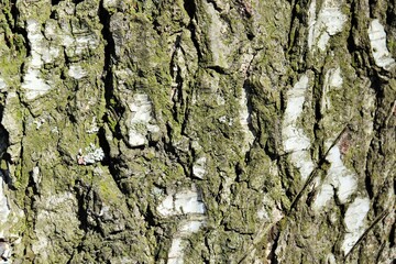Texture, background - old birch bark, small islands of green moss
