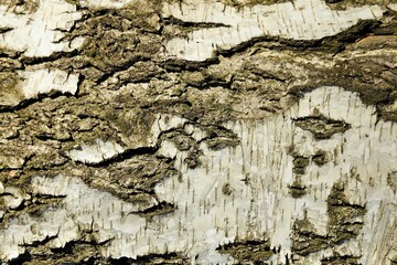 Texture, background - old birch bark