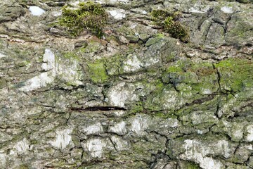 Texture, background - old birch bark, small islands of green moss
