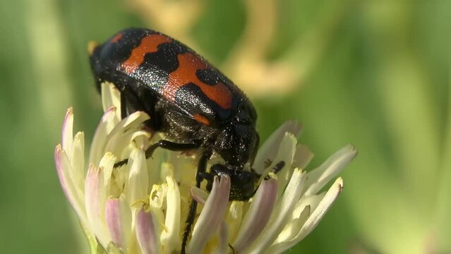 beetle on a flower