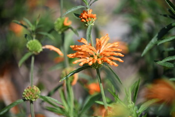 Newport Beach California Parks. June Third, 2022