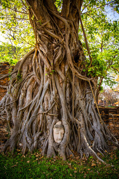 Wat Phra Mahathat temple with head statue trapped in bodhi tree in Phra Nakhon Si Ayutthaya, Thailand