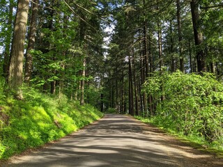 road through trees