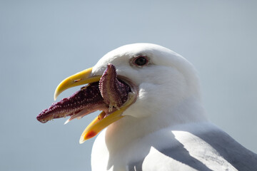 Close-up portrait of seagull eating a purple starfish - larus occidentalis consuming starfish