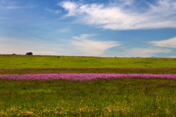 Fototapeta na wymiar band of pink flowers in a green field with a cloudy blue sky