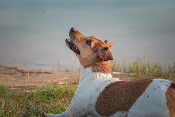 Angry jack russell terrier outdoors.
